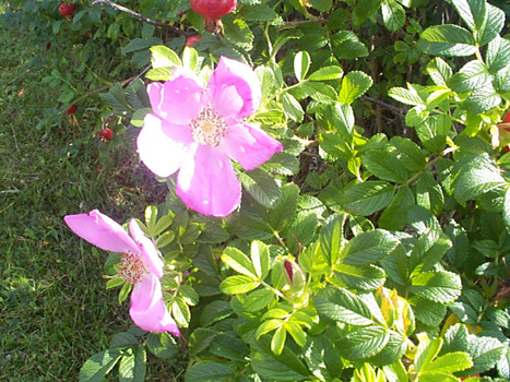 P001344-030919-SL-wild-rose-G.jpg